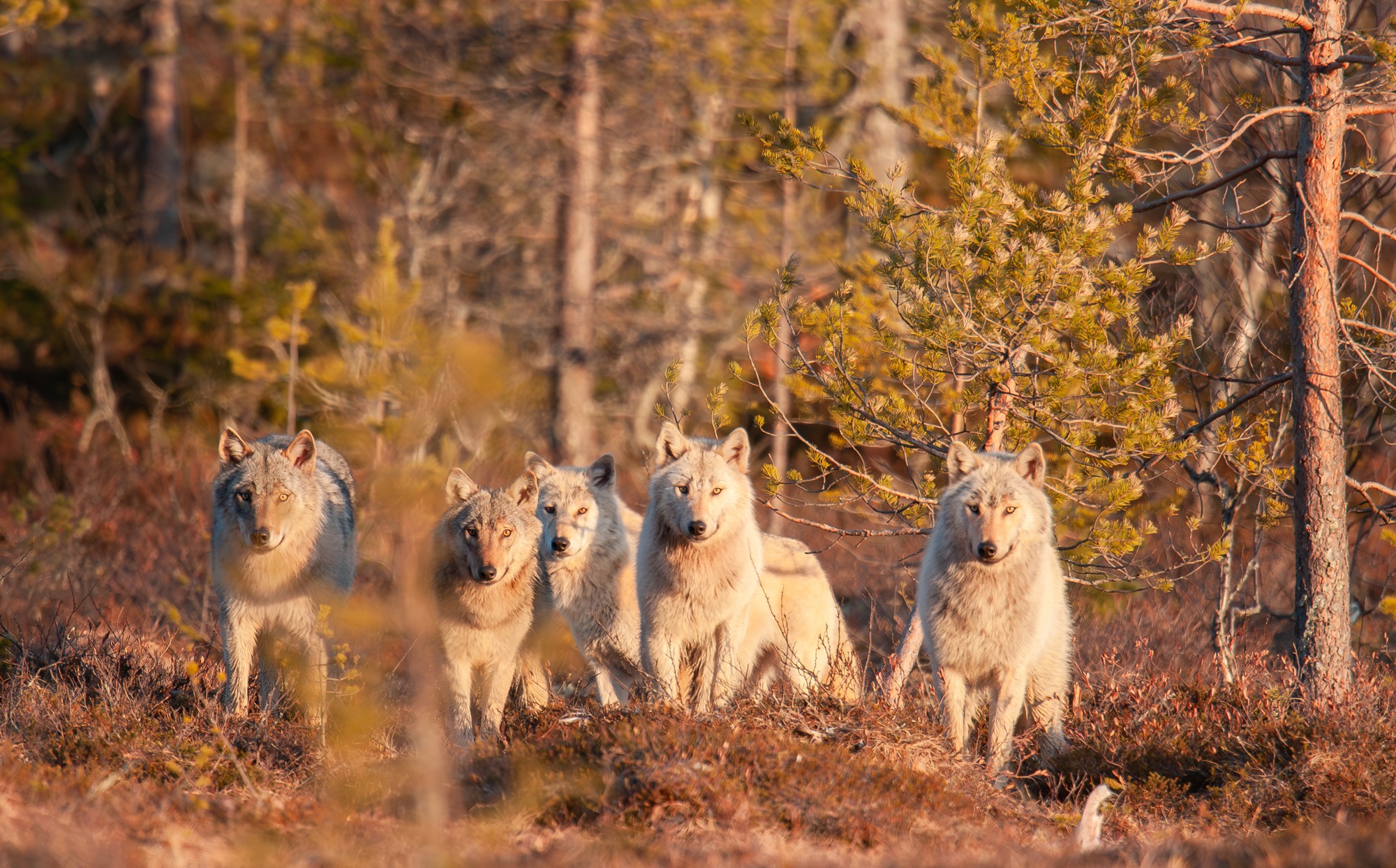_DSC2995-Avec%20accentuation-NR